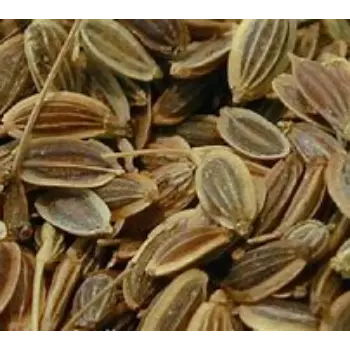  Organic Dill Seeds